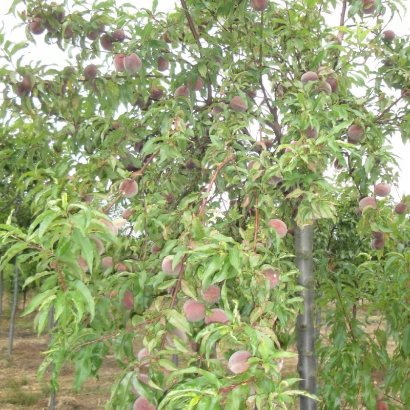 Vente en ligne de PECHER - Prunus persica 'Sanguine' 2