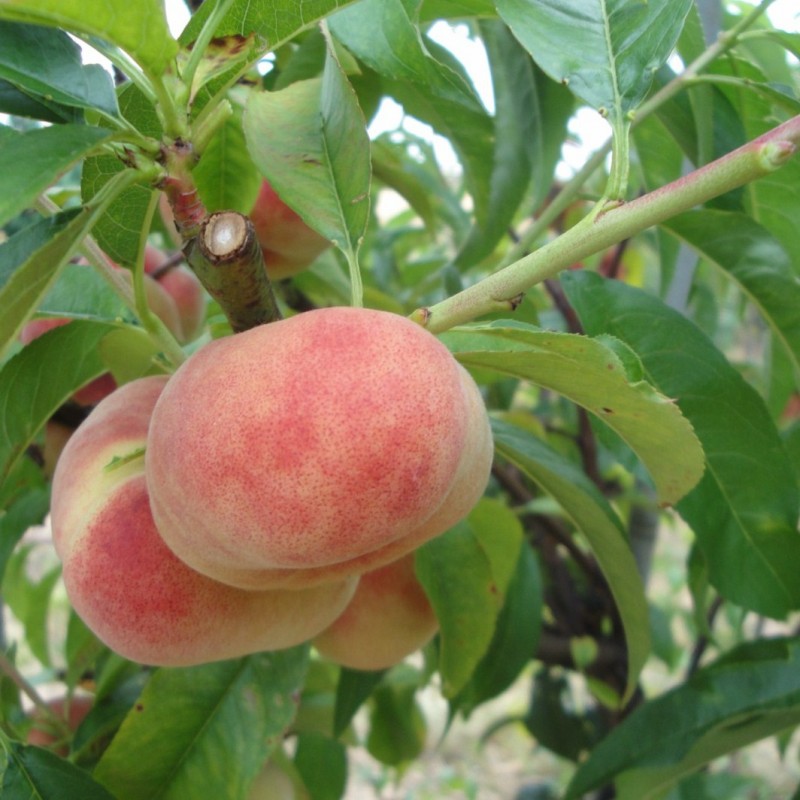 Vente en ligne de PECHER - Prunus persica 'Saturne' 1