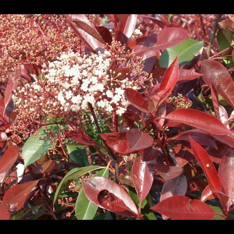 Vente en ligne de Photinia fraseri Red robin 0