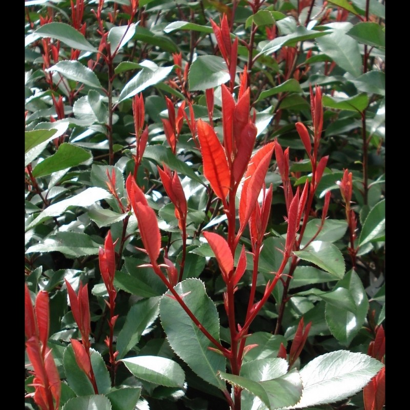 Vente en ligne de Photinia fraseri Red robin 1