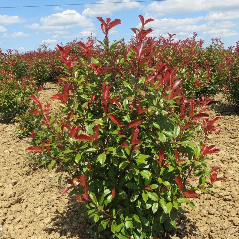 Vente en ligne de Photinia fraseri Red robin 2