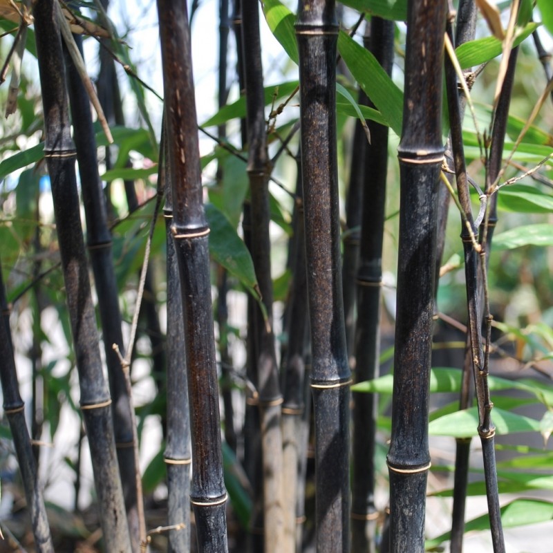 Vente en ligne de Bambou noir 2