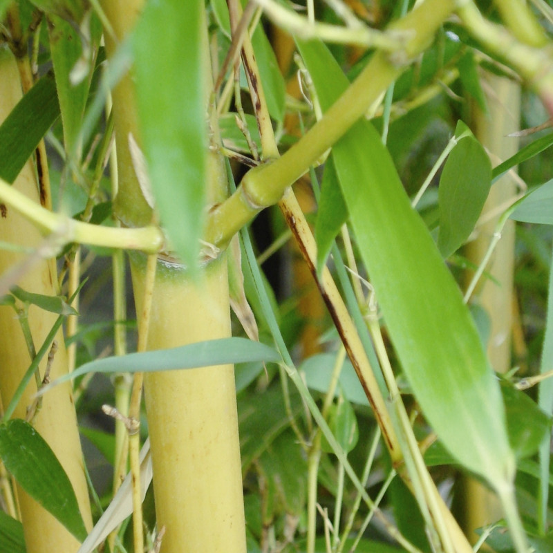 Vente en ligne de Phyllostachys 'Aureocaulis' 1