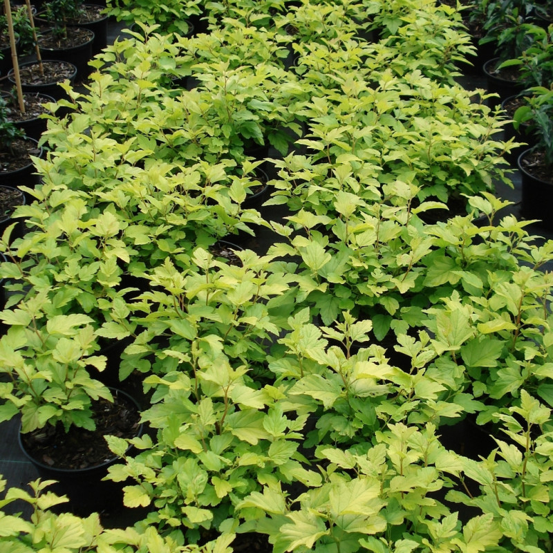 Vente en ligne de Physocarpus 'Dart's gold' 2