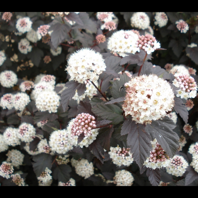 Vente en ligne de Physocarpus 'Diabolo' 0