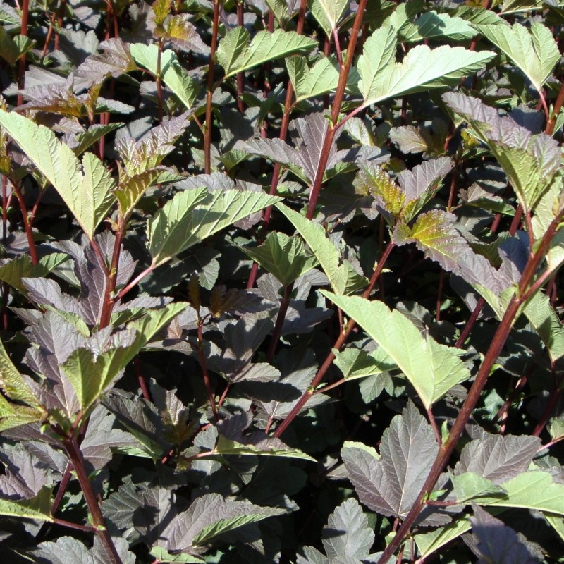 Vente en ligne de Physocarpus 'Diabolo' 1