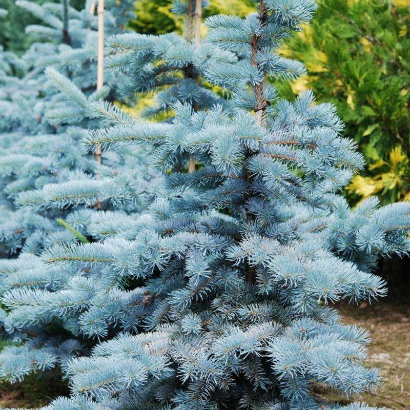 Vente en ligne de Sapin bleu 'Hoopsii' 0