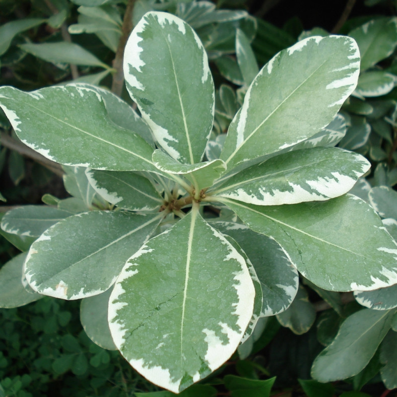 Vente en ligne de Pittosporum à petites feuilles panaché 0