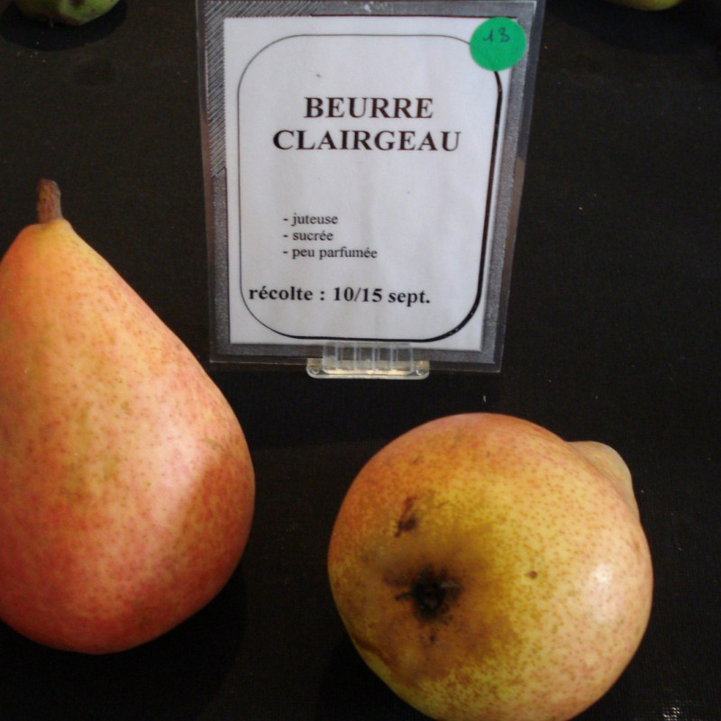 Vente en ligne de POIRIER - Pyrus communis 'Beurré Clairgeau' 1