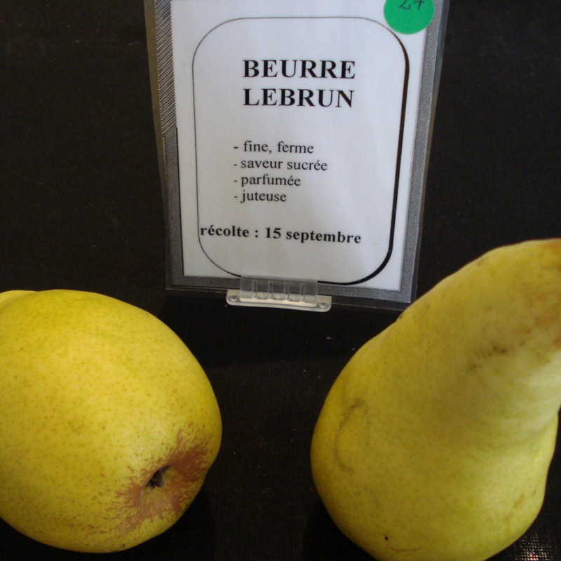 Vente en ligne de POIRIER - Pyrus communis 'Beurré Lebrun' 1