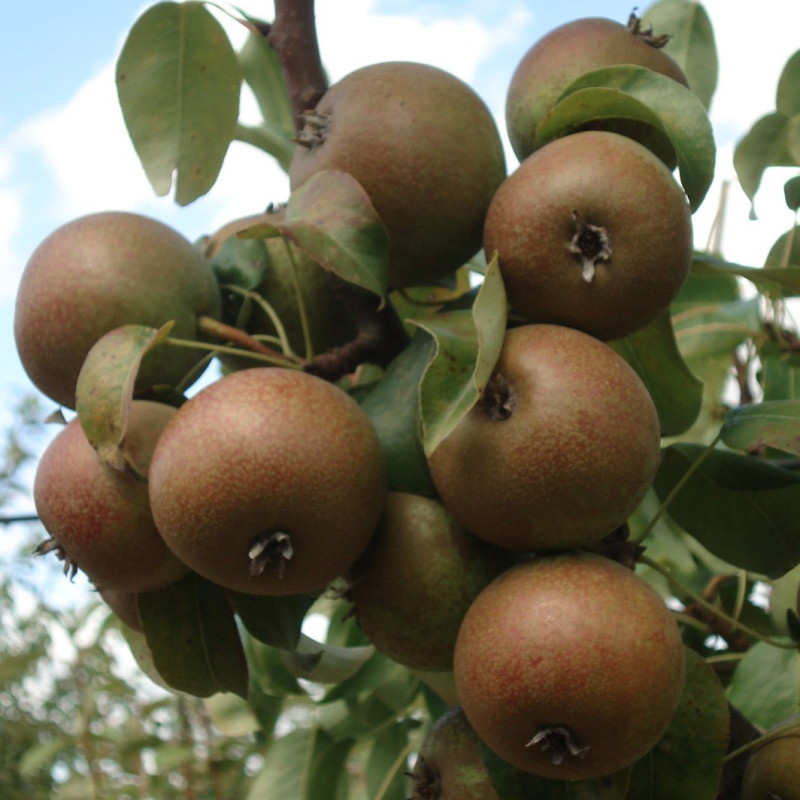 Vente en ligne de POIRIER - Pyrus communis 'Chat rôti' 2