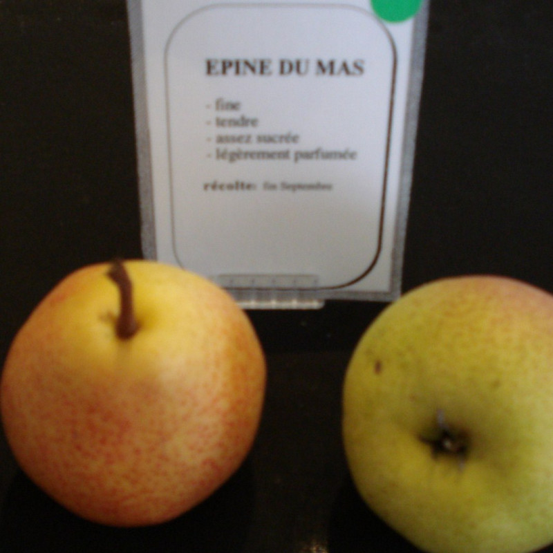 Vente en ligne de POIRIER - Pyrus communis 'Epine du Mas' 1