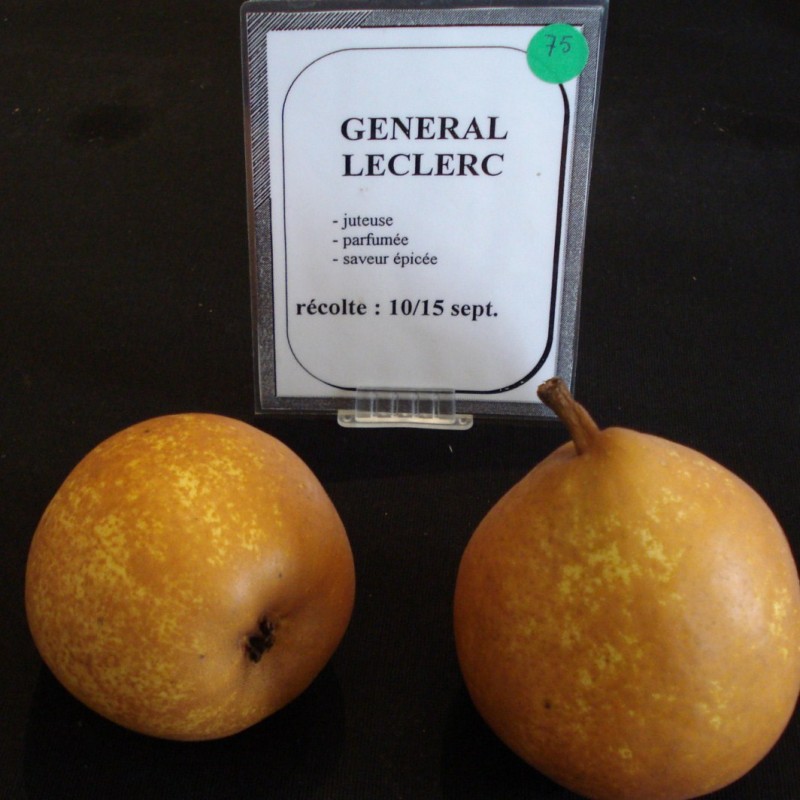 Vente en ligne de POIRIER - Pyrus communis 'Général Leclerc' 1