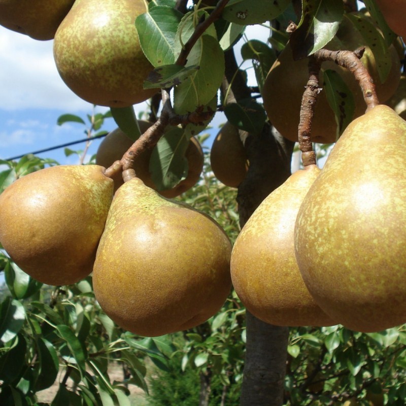 Vente en ligne de POIRIER - Pyrus communis 'Général Leclerc' 2