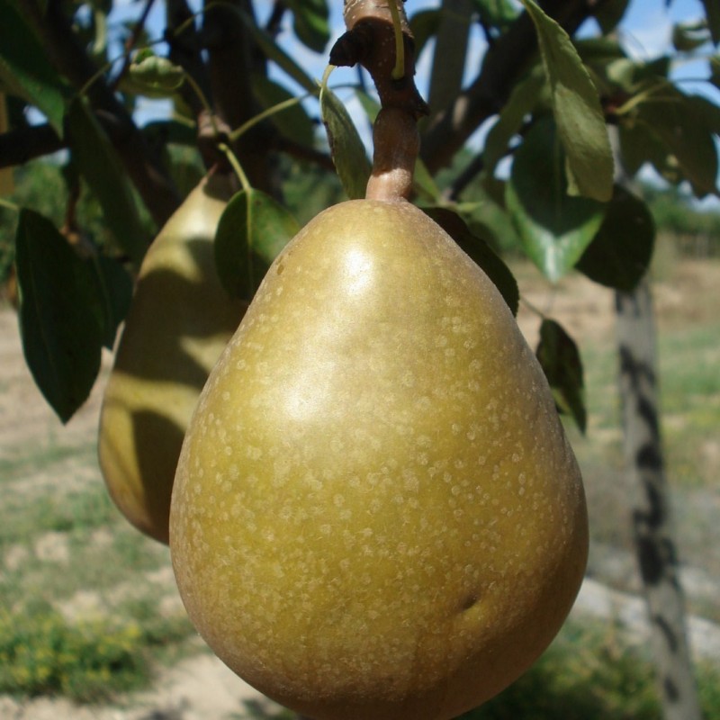 Vente en ligne de POIRIER - Pyrus communis 'Grand champion' 0