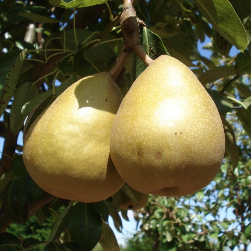 Vente en ligne de POIRIER - Pyrus communis 'Grand champion' 1