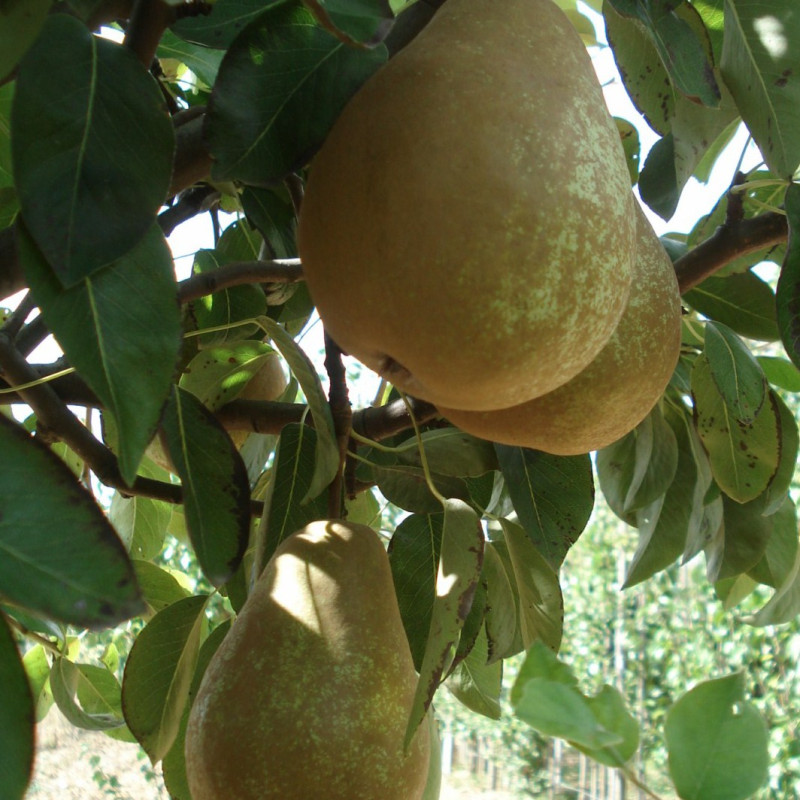 Vente en ligne de POIRIER - Pyrus communis 'Triomphe de Vienne' 2