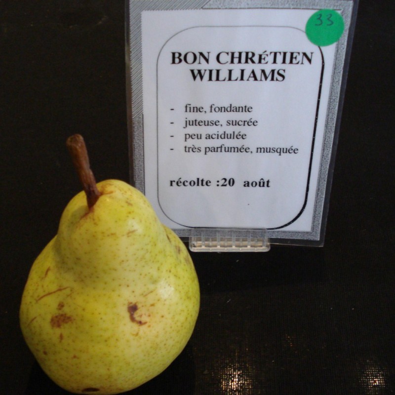 Vente en ligne de POIRIER - Pyrus communis 'Williams - Bon chrétien' 1