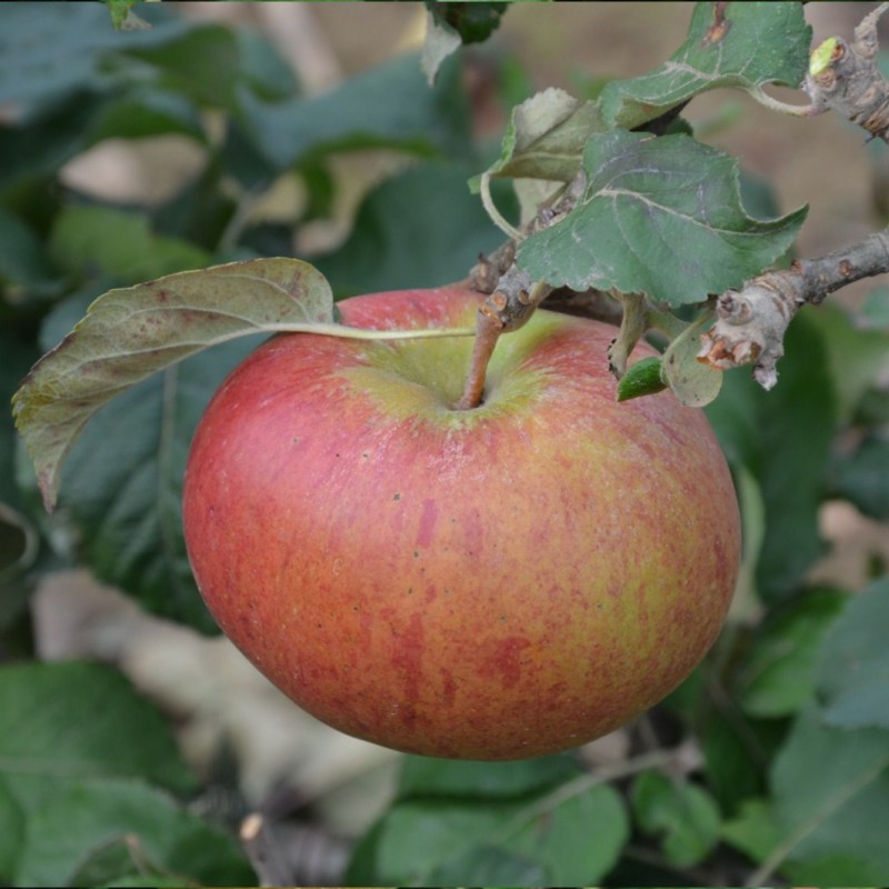 Vente en ligne de POMMIER - Malus communis 'Belle de pontoise' 0