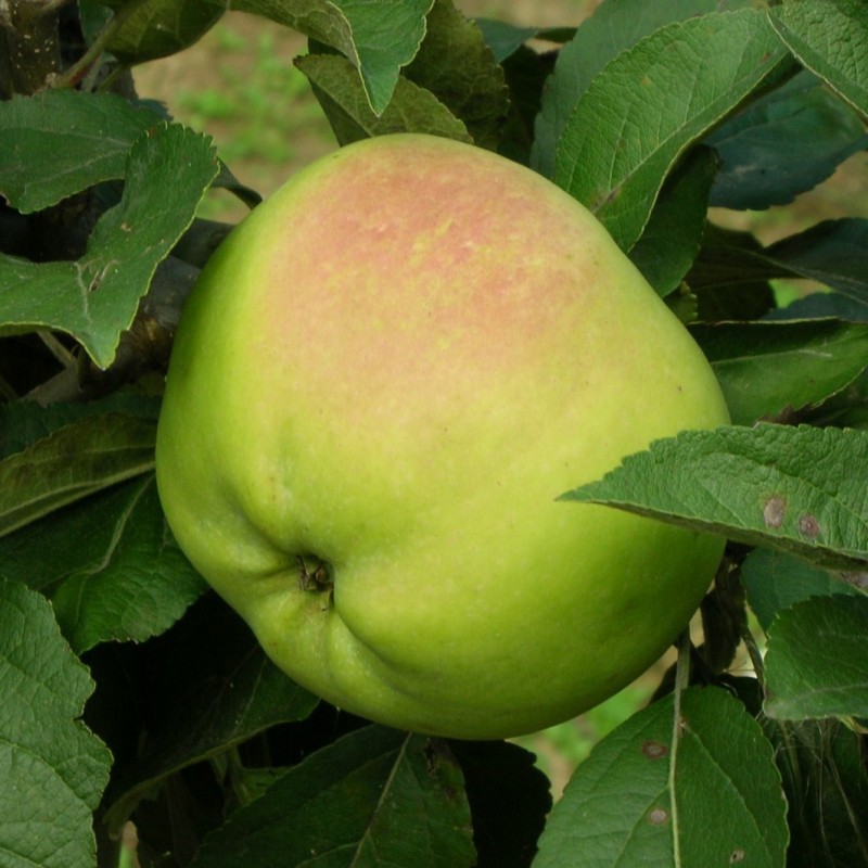 Vente en ligne de POMMIER - Malus communis 'Calville blanc' 0