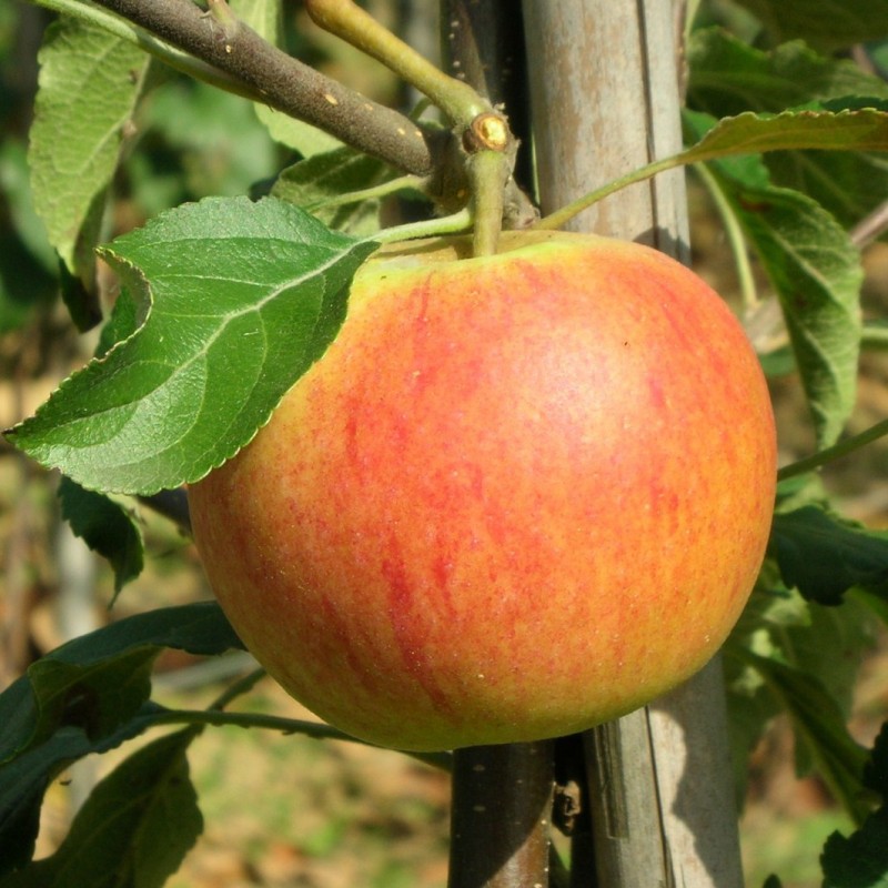 Vente en ligne de POMMIER - Malus communis 'Cox's' 0