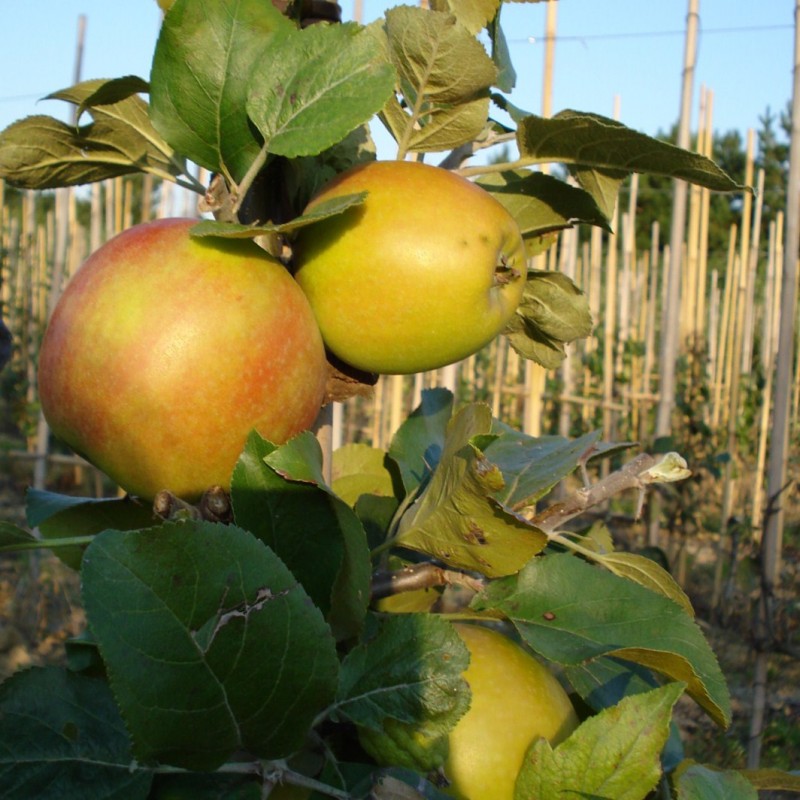 Vente en ligne de POMMIER - Malus communis 'Delbard Jubilé' 1