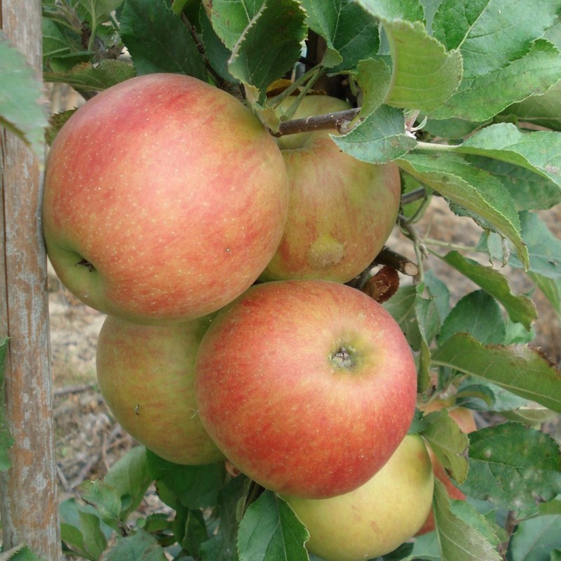 Vente en ligne de POMMIER - Malus communis 'Jonagold' 1