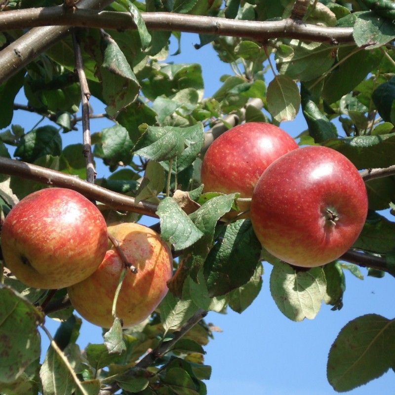 Vente en ligne de POMMIER - Malus communis 'Reinette Baumann' 2