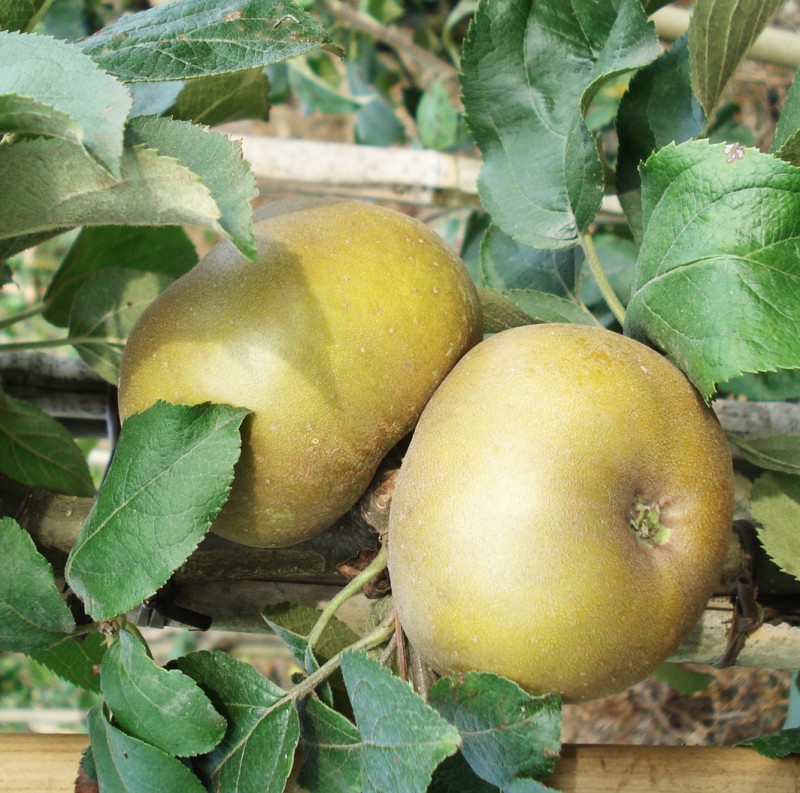 Vente en ligne de POMMIER - Malus communis 'Reinette du Canada grise' 0