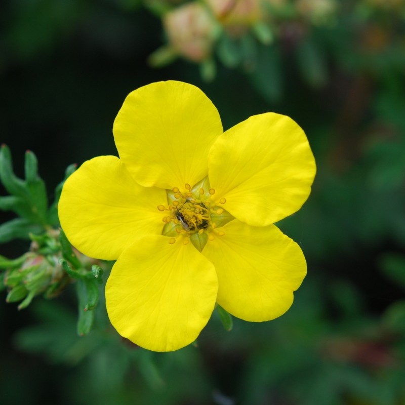 Vente en ligne de Potentille jaune 'Goldfinger' 1