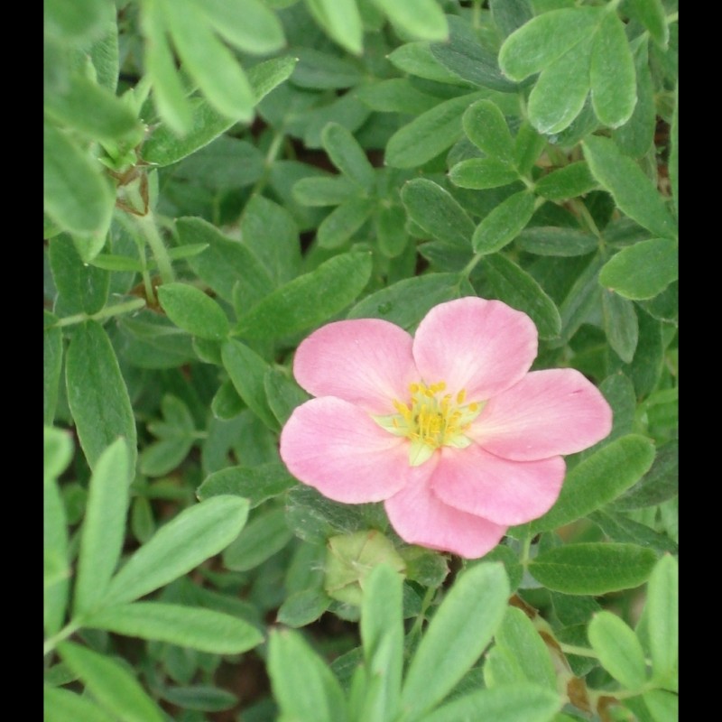 Vente en ligne de Potentille rose Lovely Pink®  1
