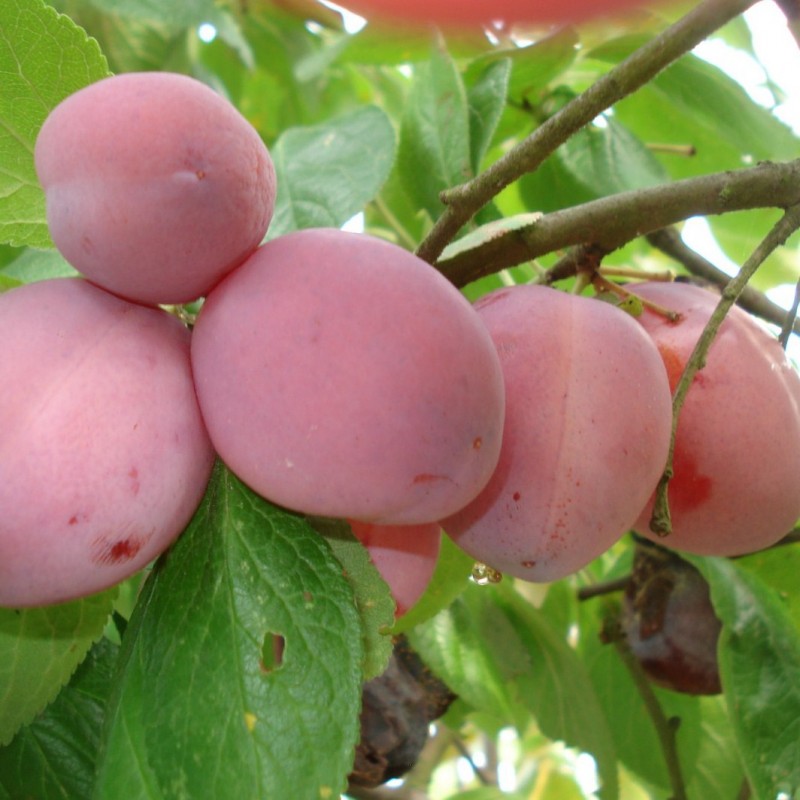 Vente en ligne de PRUNIER - Prunus domestica 'Queen Victoria' 1