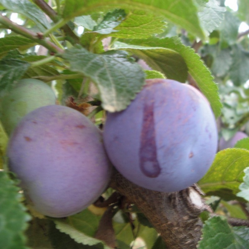 Vente en ligne de PRUNIER - Prunus domestica 'Reine Claude violette' 0