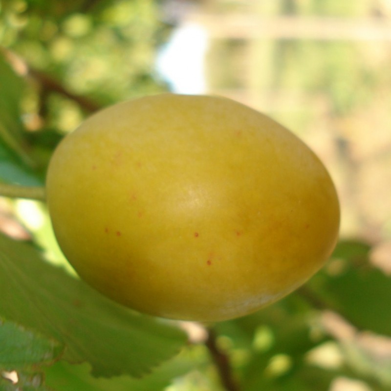Vente en ligne de PRUNIER - Prunus domestica 'Sainte Catherine' 0