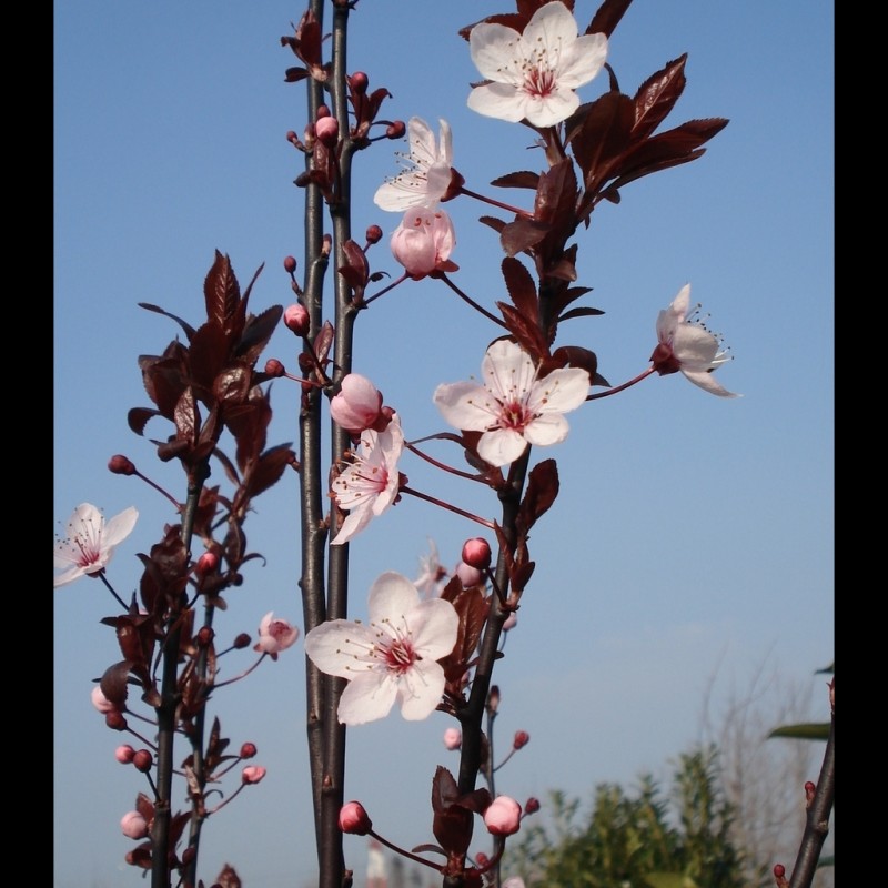 Vente en ligne de Prunier à fleur 'Pissardii' 3