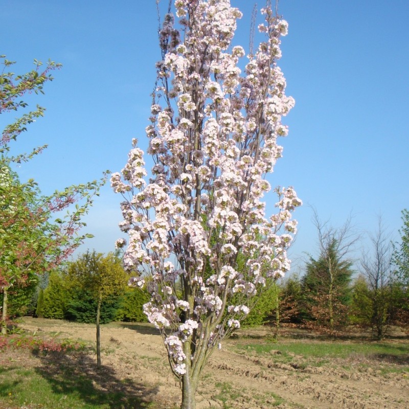Vente en ligne de Cerisier à fleurs 'Amanogawa' 1