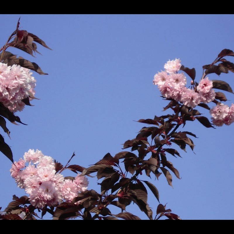 Vente en ligne de Cerisier à fleurs 'Royal Burgundi' 1