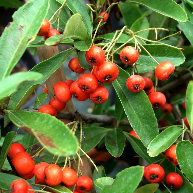 Vente en ligne de Pyracantha rouge 0