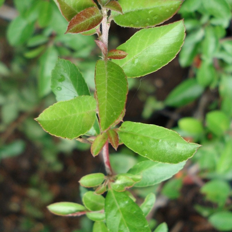 Vente en ligne de Pyracantha rouge 1