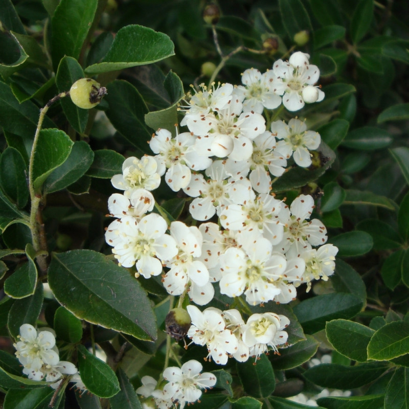 Vente en ligne de Pyracantha rouge 4