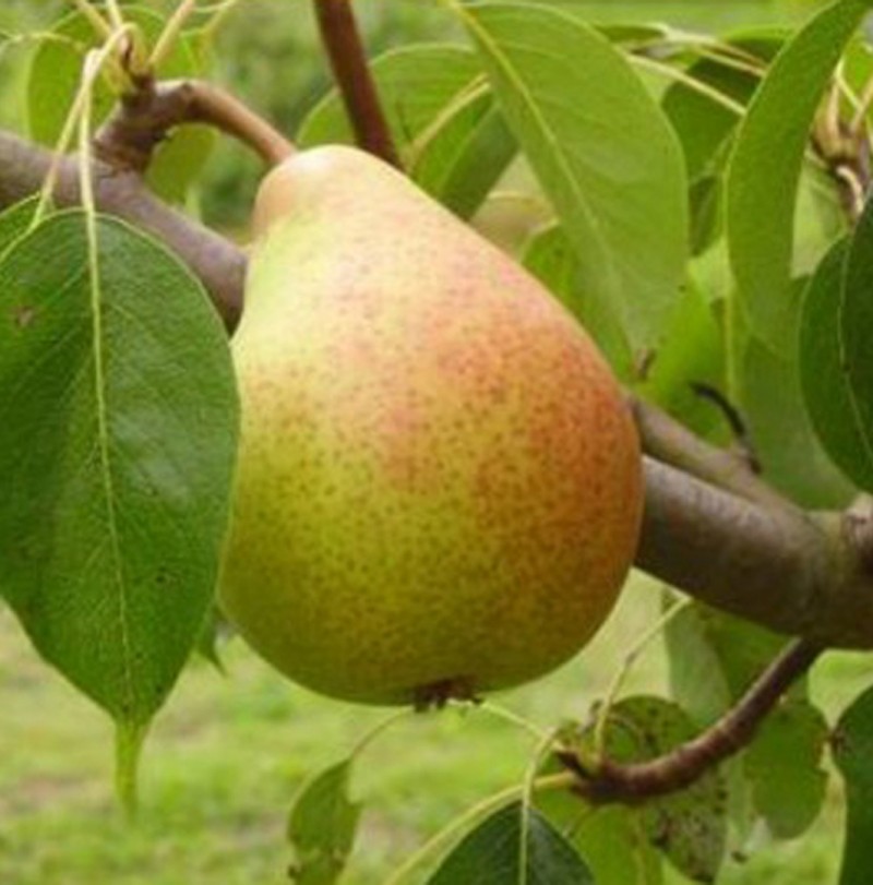 Vente en ligne de POIRIER - Pyrus communis 'Beurré Giffard' 0