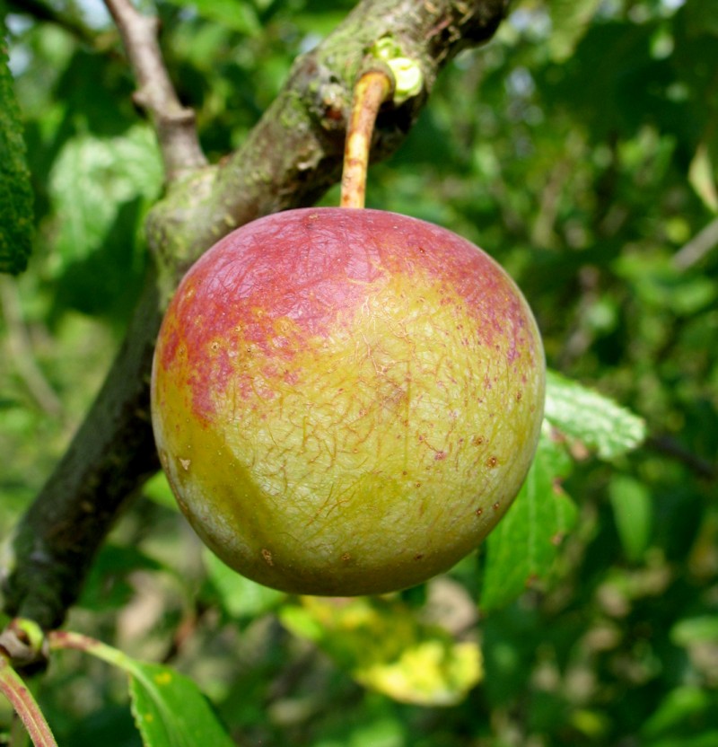 Vente en ligne de PRUNIER - Prunus domestica 'Reine Claude dorée' 0
