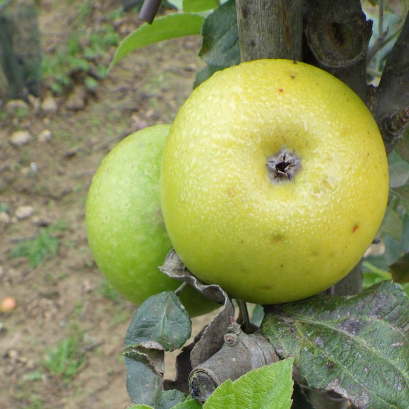 Vente en ligne de POMMIER - Malus communis 'Reinette du Mans' 0