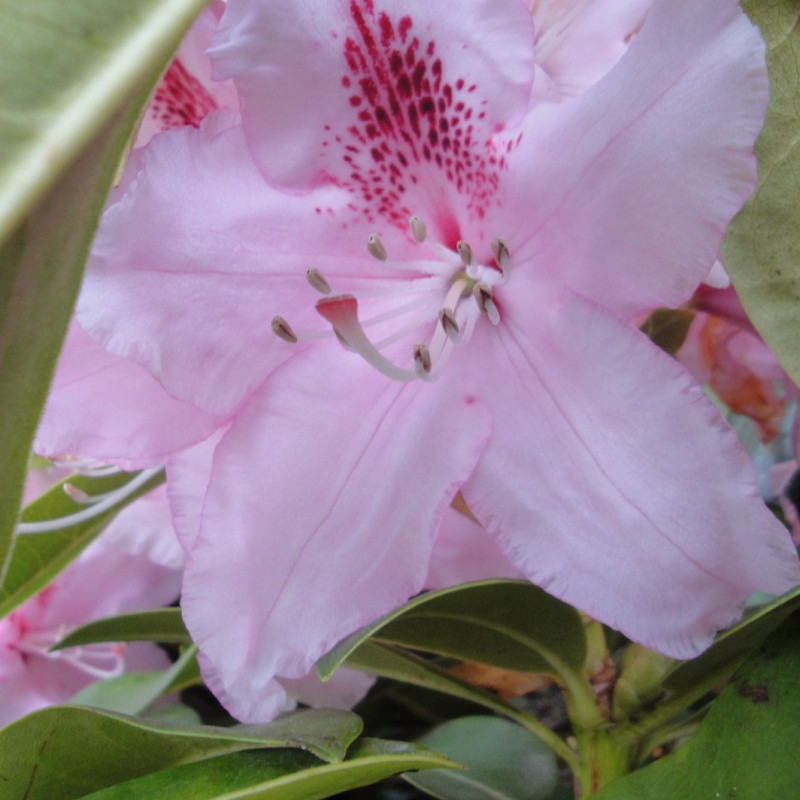 Vente en ligne de Rhododendron à grande végétation 1