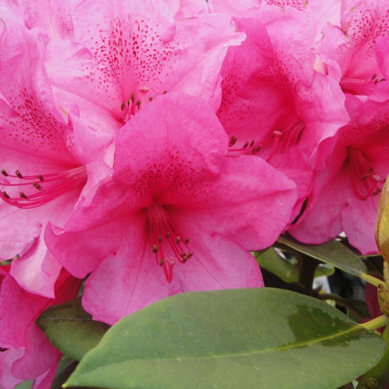 Vente en ligne de Rhododendron à grande végétation 1