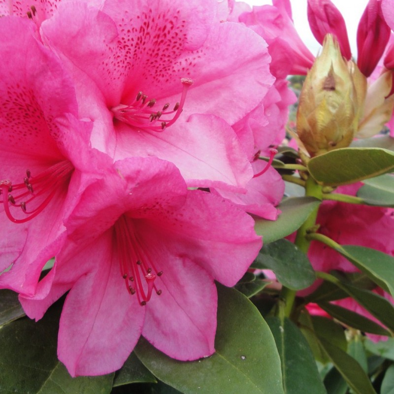 Vente en ligne de Rhododendron à grande végétation 2