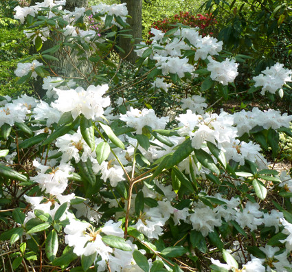 Vente en ligne de Rhododendron nain blanc 0