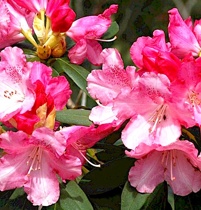 Vente en ligne de Rhododendron à grande végétation 0