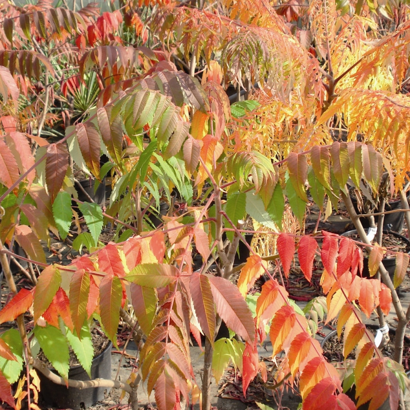 Vente en ligne de Sumac de Virginie 0