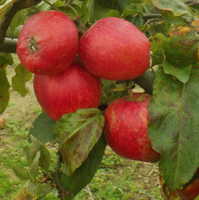 Vente en ligne de POMMIER - Malus communis 'Royal gala' 0